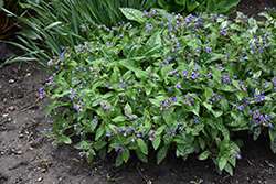 Dark Vader Lungwort (Pulmonaria 'Dark Vader') at Parkland Garden Centre