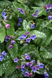 Dark Vader Lungwort (Pulmonaria 'Dark Vader') at Parkland Garden Centre