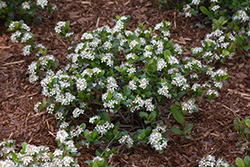 Low Scape Mound Aronia (Aronia melanocarpa 'UCONNAM165') at Parkland Garden Centre