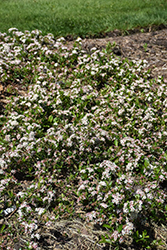 Ground Hug Aronia (Aronia melanocarpa 'UCONNAM012') at Parkland Garden Centre
