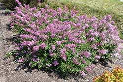 Bloomerang Dwarf Pink Lilac (Syringa 'SMNJRPI') at Parkland Garden Centre