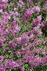 Bloomerang Dwarf Pink Lilac (Syringa 'SMNJRPI') at Parkland Garden Centre