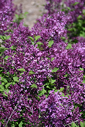 Bloomerang Dark Purple Lilac (Syringa 'SMSJBP7') at Parkland Garden Centre
