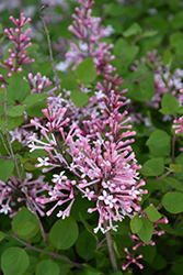 Bloomerang Dwarf Pink Lilac (Syringa 'SMNJRPI') at Parkland Garden Centre