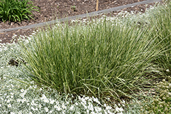 Variegated Reed Grass (Calamagrostis x acutiflora 'Overdam') at Parkland Garden Centre