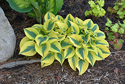 Shadowland Autumn Frost Hosta (Hosta 'Autumn Frost') at Parkland Garden Centre