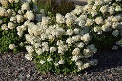 Bobo Hydrangea (Hydrangea paniculata 'ILVOBO') at Parkland Garden Centre