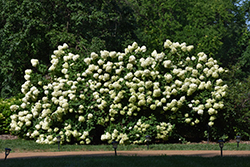 Limelight Hydrangea (Hydrangea paniculata 'Limelight') at Parkland Garden Centre