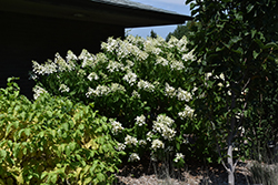 Chantilly Lace Hydrangea (Hydrangea paniculata 'Chantilly Lace') at Parkland Garden Centre