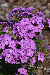 Flame Violet Garden Phlox (Phlox paniculata 'Barsixtyone') at Parkland Garden Centre