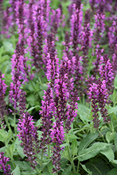 Bumbleberry Meadow Sage (Salvia nemorosa 'Bumbleberry') at Parkland Garden Centre