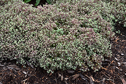 Steel The Show Stonecrop (Sedum 'Steel The Show') at Parkland Garden Centre