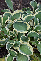 Mighty Mouse Hosta (Hosta 'Mighty Mouse') at Parkland Garden Centre