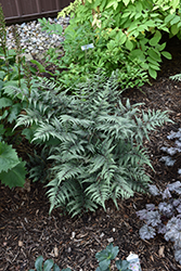 Godzilla Giant Japanese Painted Fern (Athyrium 'Godzilla') at Parkland Garden Centre