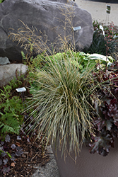 Northern Lights Tufted Hair Grass (Deschampsia cespitosa 'Northern Lights') at Parkland Garden Centre
