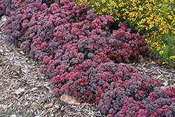 Dazzleberry Stonecrop (Sedum 'Dazzleberry') at Parkland Garden Centre