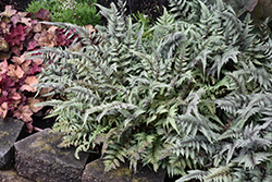 Japanese Painted Fern (Athyrium nipponicum 'Pictum') at Parkland Garden Centre