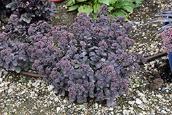 Rock 'N Grow Superstar Stonecrop (Sedum 'Superstar') at Parkland Garden Centre