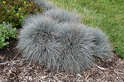 Elijah Blue Fescue (Festuca glauca 'Elijah Blue') at Parkland Garden Centre