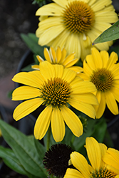 Sombrero Lemon Yellow Coneflower (Echinacea 'Balsomemy') at Parkland Garden Centre