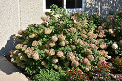 Strawberry Sundae Hydrangea (Hydrangea paniculata 'Rensun') at Parkland Garden Centre