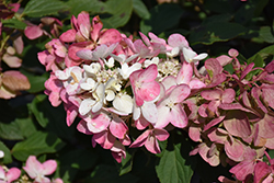 Diamond Rouge Hydrangea (Hydrangea paniculata 'Rendia') at Parkland Garden Centre