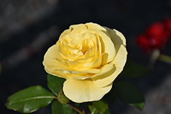 High Voltage Rose (Rosa 'BAIage') at Parkland Garden Centre