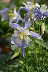 Kirigami Deep Blue and White Columbine (Aquilegia caerulea 'Kirigami Deep Blue and White') at Parkland Garden Centre