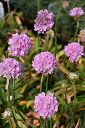 Dreameria Sweet Dreams False Sea Thrift (Armeria pseudarmeria 'Sweet Dreams') at Parkland Garden Centre