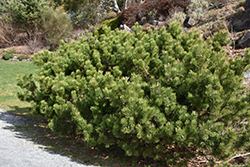 Compact Mugo Pine (Pinus mugo 'var. mughus') at Parkland Garden Centre