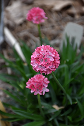 Dreameria Dreamland False Sea Thrift (Armeria pseudarmeria 'Dreamland') at Parkland Garden Centre