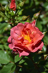 Cinco de Mayo Rose (Rosa 'Cinco de Mayo') at Parkland Garden Centre