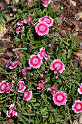 Beauties Olivia Bella Pinks (Dianthus 'Olivia Bella') at Parkland Garden Centre