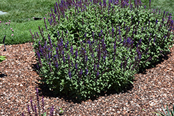 Caramia Meadow Sage (Salvia nemorosa 'Caramia') at Parkland Garden Centre