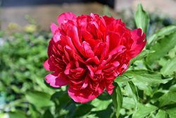 Many Happy Returns Peony (Paeonia 'Many Happy Returns') at Parkland Garden Centre