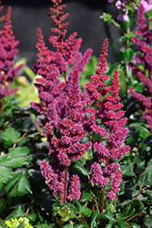 Visions in Red Chinese Astilbe (Astilbe chinensis 'Visions in Red') at Parkland Garden Centre