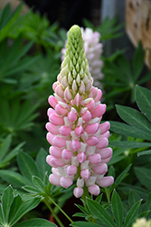 Mini Gallery Pink Bicolor Lupine (Lupinus 'Mini Gallery Pink Bicolor') at Parkland Garden Centre