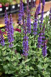 Caramia Meadow Sage (Salvia nemorosa 'Caramia') at Parkland Garden Centre