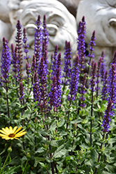 Caramia Meadow Sage (Salvia nemorosa 'Caramia') at Parkland Garden Centre