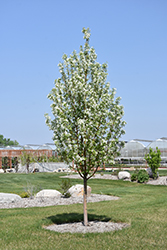 Starlite Flowering Crab (Malus 'Jeflite') at Parkland Garden Centre