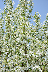 Starlite Flowering Crab (Malus 'Jeflite') at Parkland Garden Centre