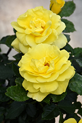 Sunsprite Rose (Rosa 'Sunsprite') at Parkland Garden Centre
