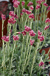 Red Pussytoes (Antennaria dioica 'Rubra') at Parkland Garden Centre