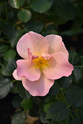 Chinook Rose (Rosa 'VLR001') at Parkland Garden Centre