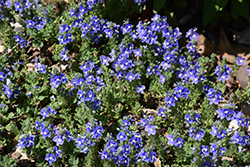 Tidal Pool Speedwell (Veronica 'Tidal Pool') at Parkland Garden Centre