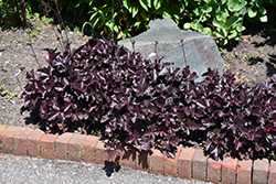 Obsidian Coral Bells (Heuchera 'Obsidian') at Parkland Garden Centre