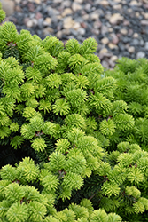 Piccolo Dwarf Balsam Fir (Abies balsamea 'Piccolo') at Parkland Garden Centre