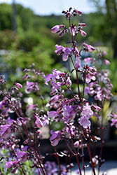 Midnight Masquerade Beard Tongue (Penstemon 'Midnight Masquerade') at Parkland Garden Centre