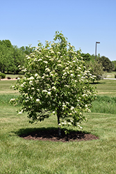 Nannyberry (tree form) (Viburnum lentago (tree form)) at Parkland Garden Centre