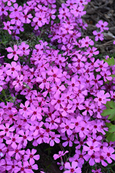 Spring Bling Ruby Riot Hybrid Moss Phlox (Phlox 'Ruby Riot') at Parkland Garden Centre